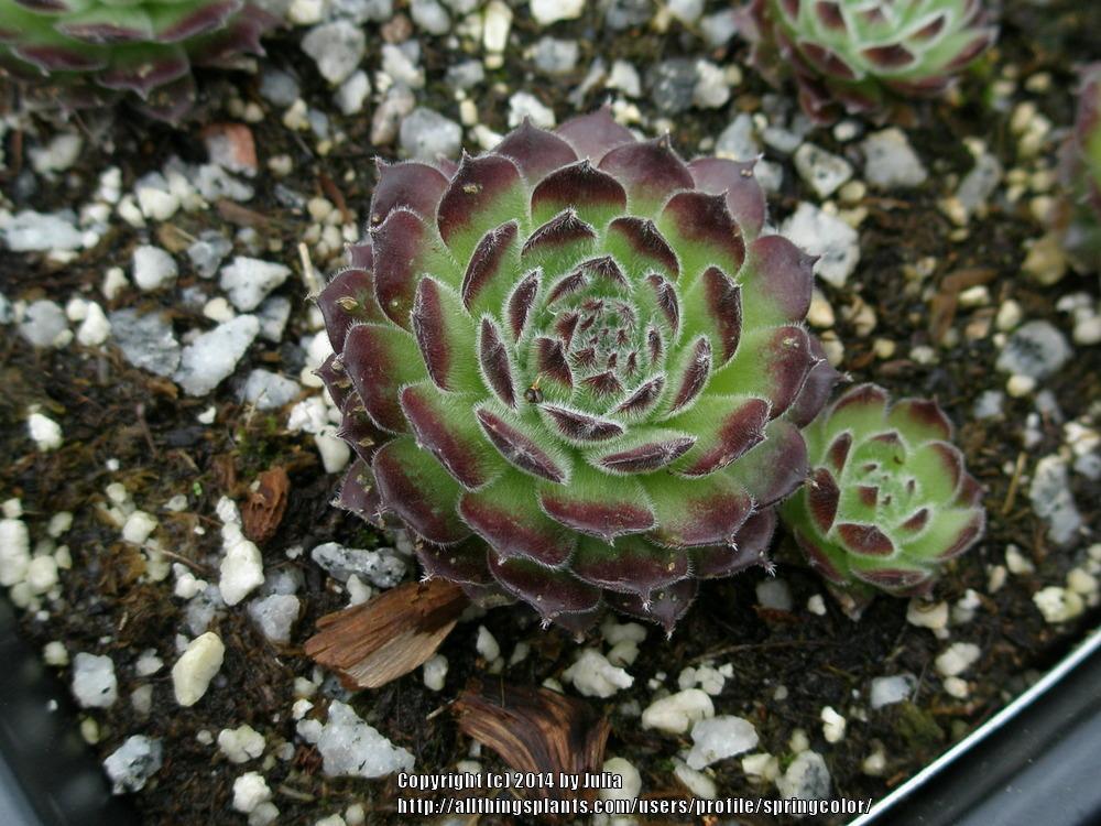 Photo of Hen and Chicks (Sempervivum 'Mate') uploaded by springcolor