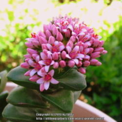 Location: At our garden - San Joaquin County, CA
Date: 2014-03-17
Crassula 'Springtime' in full bloom