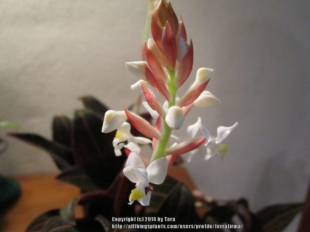 Photo of Jewel Orchid (Ludisia discolor) uploaded by terrafirma