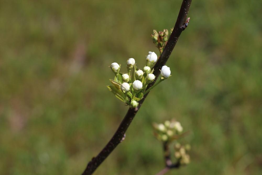 Photo of Pear (Pyrus 'Tennousi') uploaded by dave