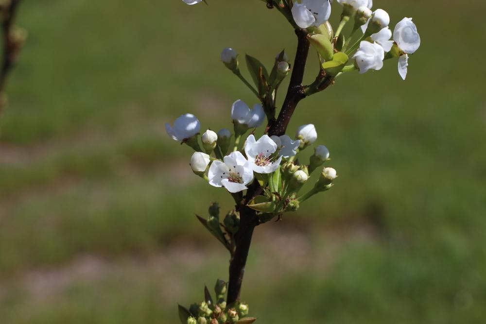 Photo of Pear (Pyrus 'Tennousi') uploaded by dave