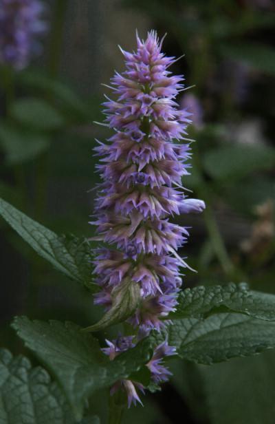 Photo of Lavender Hyssop (Agastache scrophulariifolia) uploaded by robertduval14