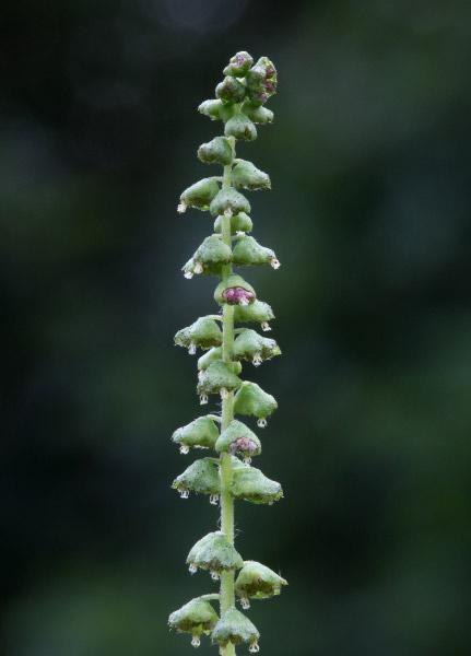 Photo of Common Ragweed (Ambrosia artemisiifolia) uploaded by robertduval14
