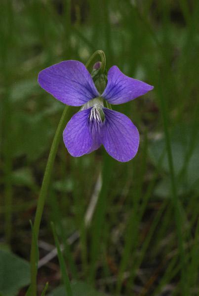 Photo of Blue Marsh Violet (Viola cucullata) uploaded by robertduval14