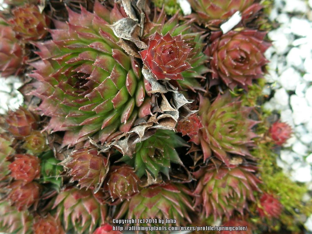Photo of Hen and Chicks (Sempervivum tectorum 'Sunset') uploaded by springcolor