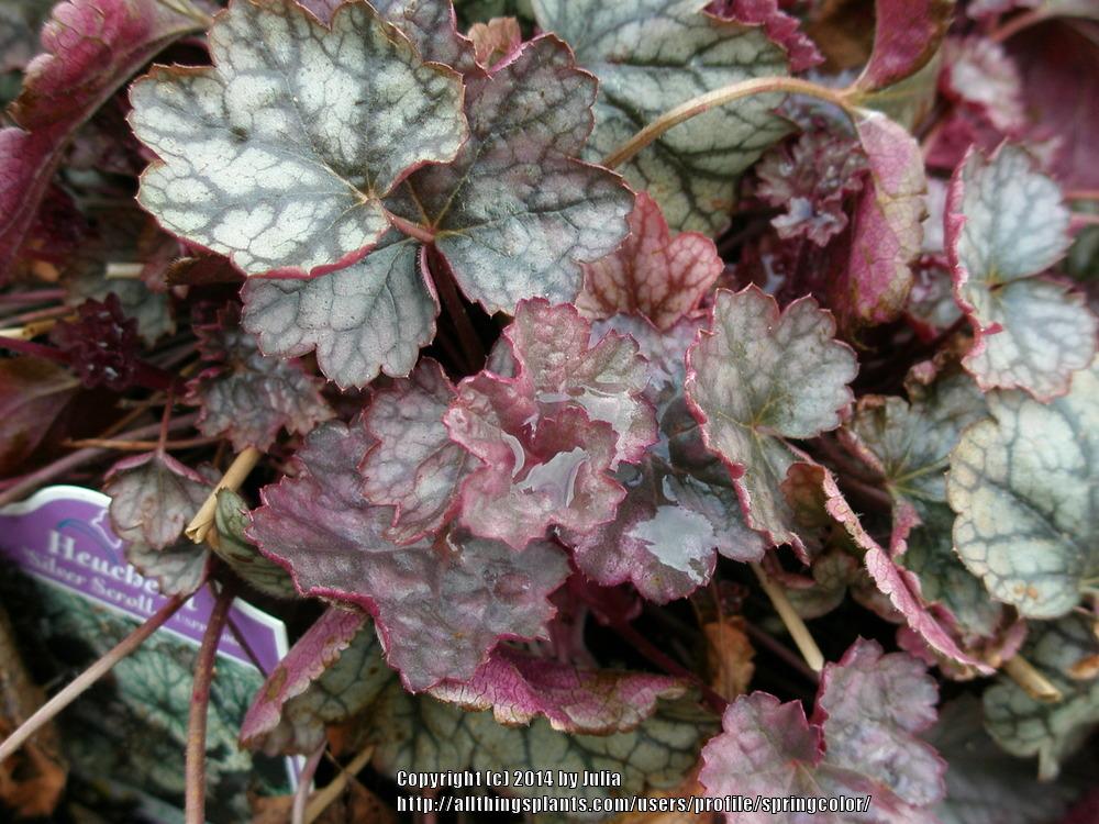 Photo of Coral Bells (Heuchera 'Silver Scrolls') uploaded by springcolor