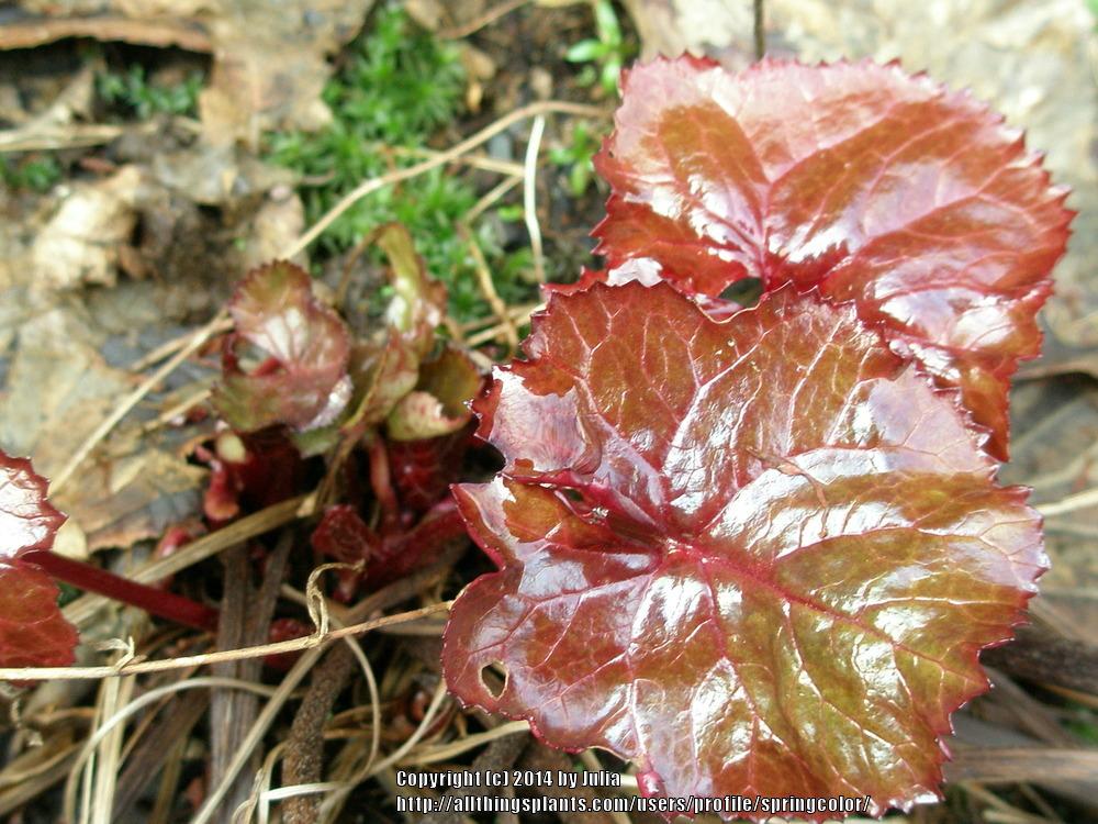 Photo of Ligularia (Ligularia dentata 'Britt Marie Crawford') uploaded by springcolor
