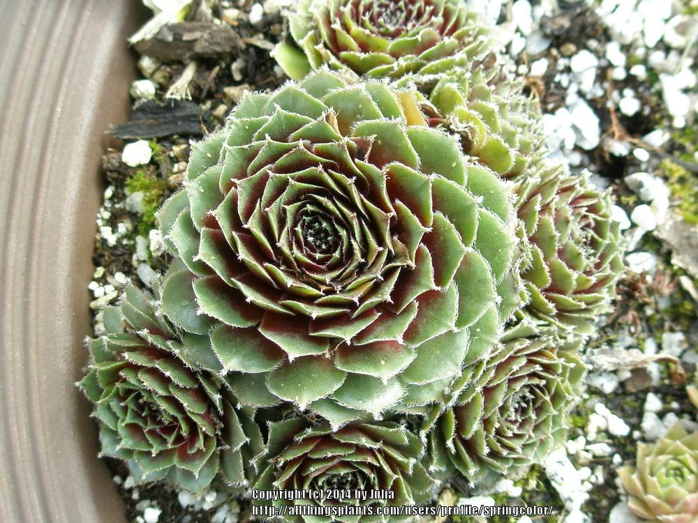 Photo of Hen and Chicks (Sempervivum 'Fair Lady') uploaded by springcolor