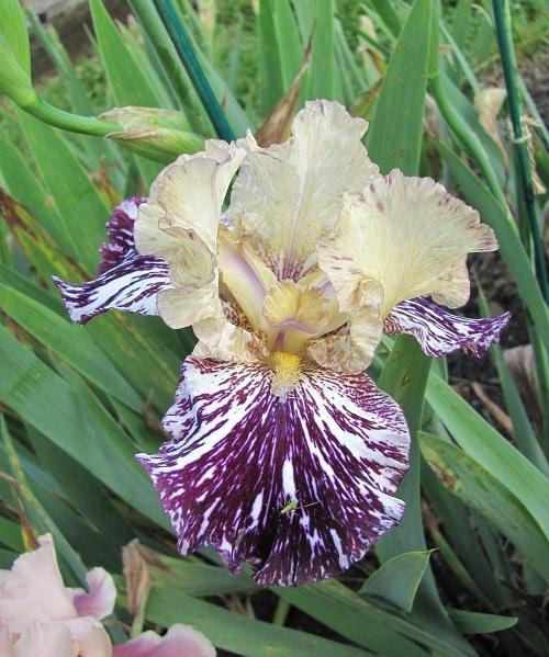 Photo of Tall Bearded Iris (Iris 'Gnus Flash') uploaded by starwoman