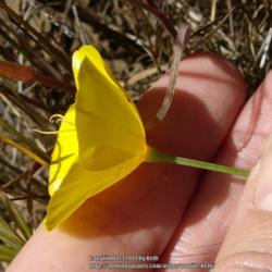 Location: Santa Monica Mountains National Recreation Area, California
Date: 2007-04-16
No 'collar' at the base of the petals