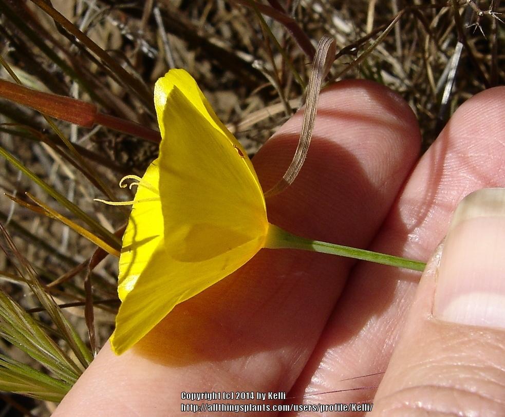Photo of Collarless California Poppy (Eschscholzia caespitosa) uploaded by Kelli
