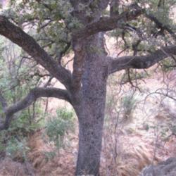 Location: Upper Las Virgenes Open Space Preserve, California
Date: 2008-11-03