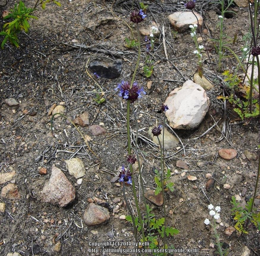 Photo of Chia (Salvia columbariae) uploaded by Kelli