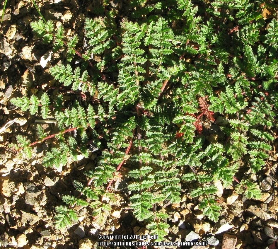 Photo of Red-Stemmed Filaree (Erodium cicutarium) uploaded by Kelli