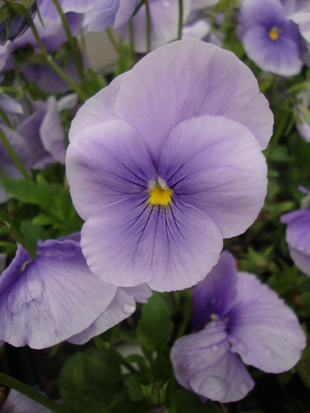 Photo of Pansy (Viola x wittrockiana 'Crown Azure') uploaded by Paul2032