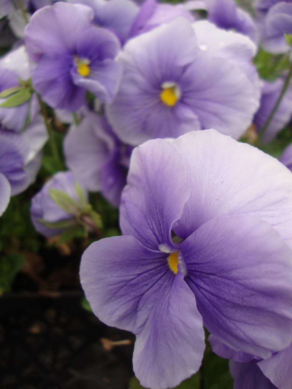 Photo of Pansy (Viola x wittrockiana 'Crown Azure') uploaded by Paul2032