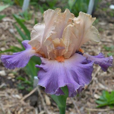 Photo of Tall Bearded Iris (Iris 'Kind Hearted') uploaded by brettbarney73