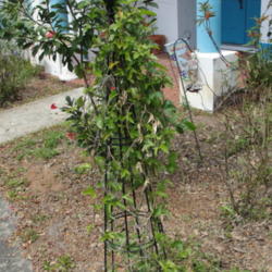 Location: Lutz, FL
Date: 2014-03-19
Growing on an obelisk in front of my house.  This plant never get