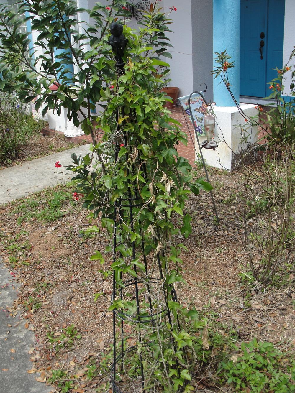 Photo of Corkstem Passionflower (Passiflora suberosa) uploaded by mellielong