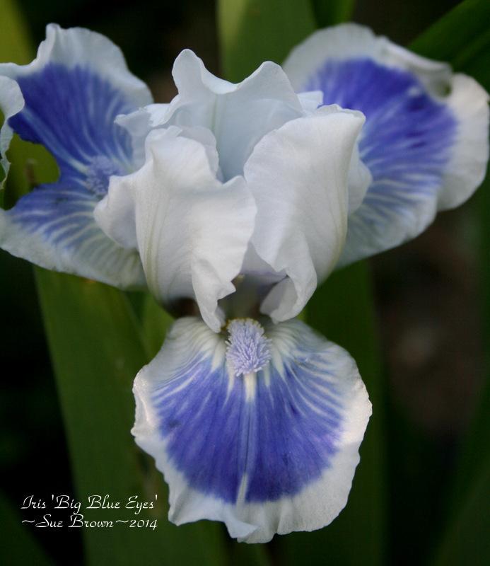 Photo of Standard Dwarf Bearded Iris (Iris 'Big Blue Eyes') uploaded by Calif_Sue