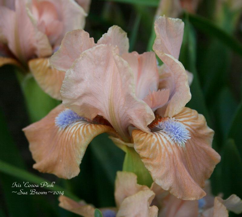 Photo of Standard Dwarf Bearded Iris (Iris 'Cocoa Pink') uploaded by Calif_Sue