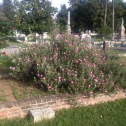Location: Hamilton Square perennial garden Historic City Cemetery, Sacramento CA.
Date: 2013-04-19