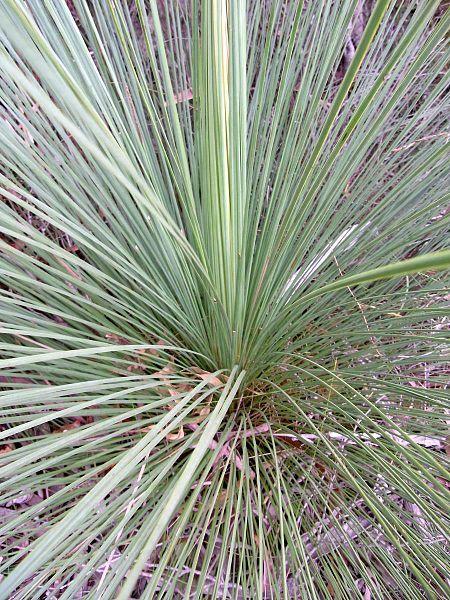 Photo of Spear Grass Tree (Xanthorrhoea resinifera) uploaded by SongofJoy