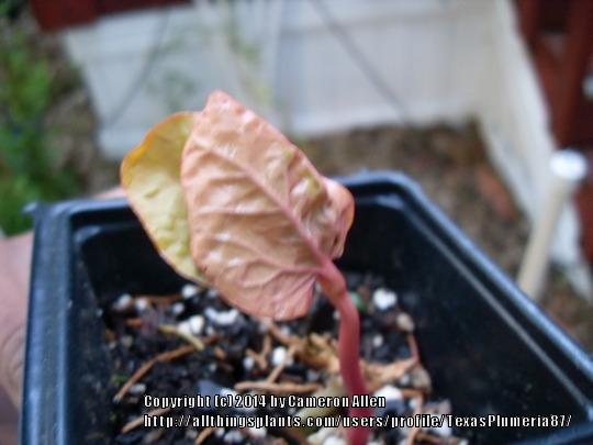 Photo of Castor Beans (Ricinus communis) uploaded by TexasPlumeria87