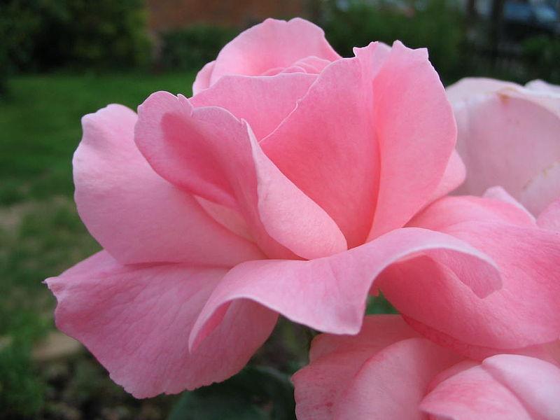 Photo of Rose (Rosa 'Queen Elizabeth') uploaded by robertduval14