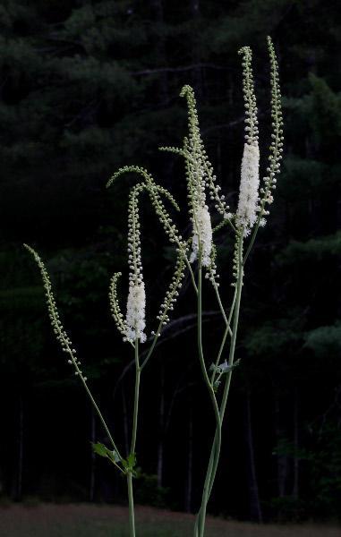 Photo of Black Cohosh (Actaea racemosa) uploaded by robertduval14