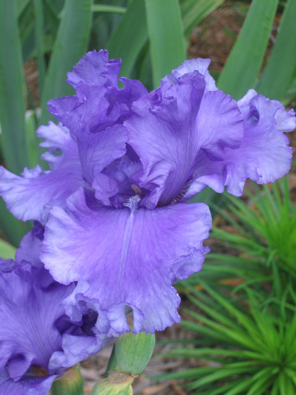 Photo of Tall Bearded Iris (Iris 'Honky Tonk Blues') uploaded by tveguy3