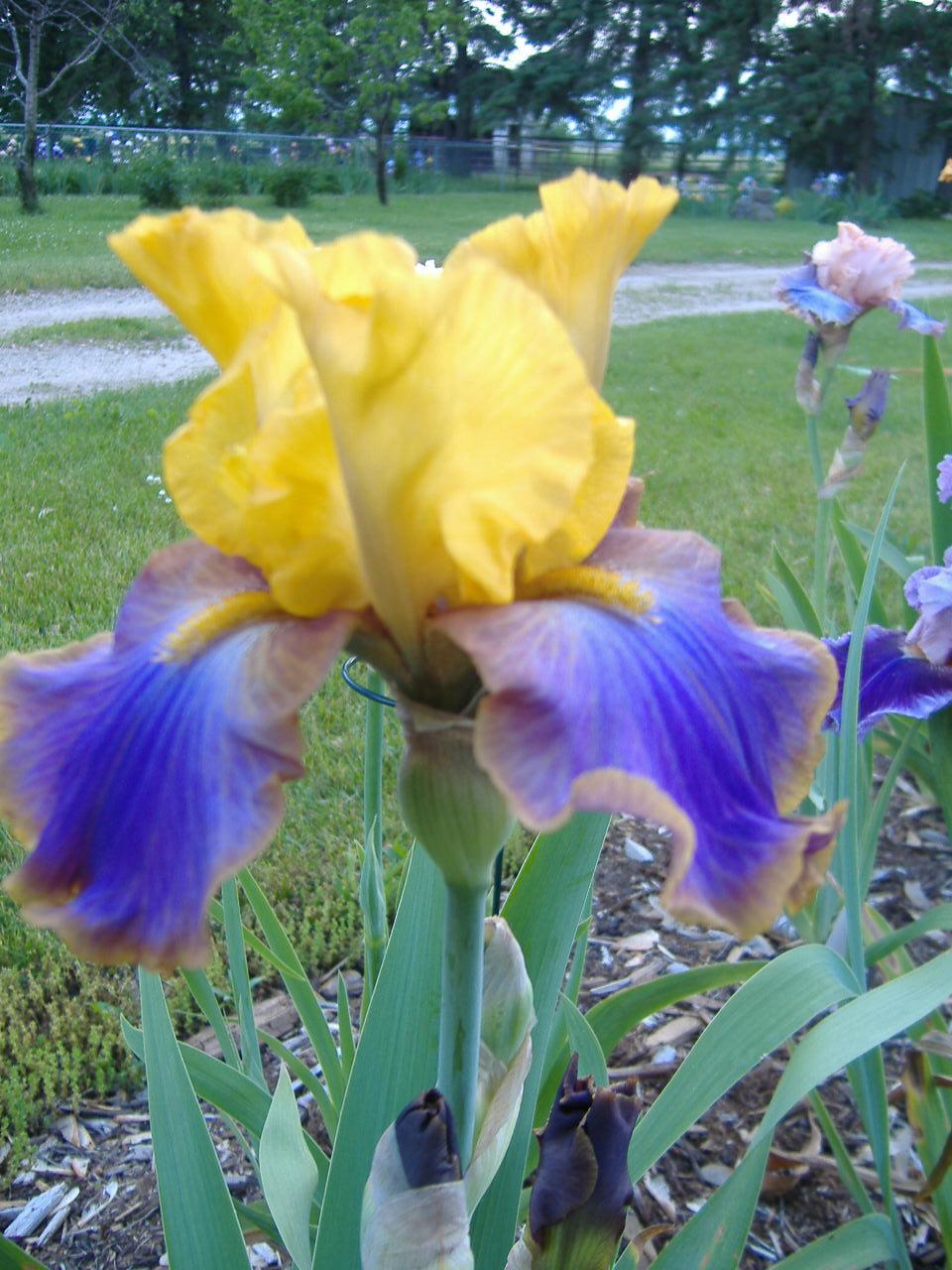 Photo of Tall Bearded Iris (Iris 'Crooked Little Smile') uploaded by tveguy3