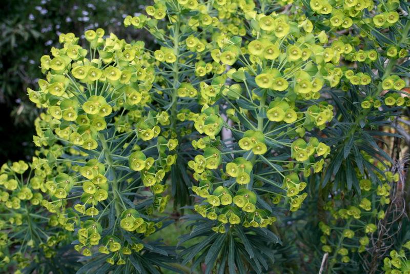Photo of Euphorbia (Euphorbia characias subsp. wulfenii) uploaded by Calif_Sue