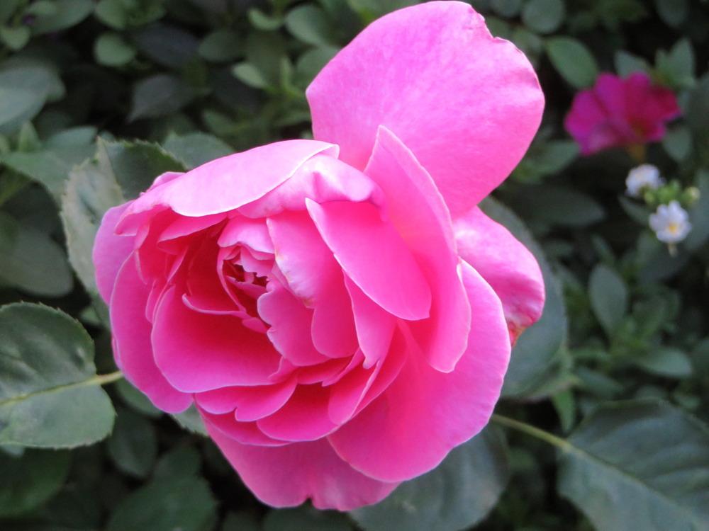 Photo of Rose (Rosa 'Pink Peace') uploaded by JulieB