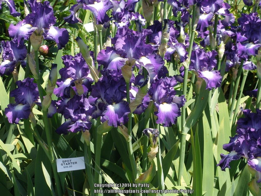 Photo of Tall Bearded Iris (Iris 'Spot Starter') uploaded by Patty