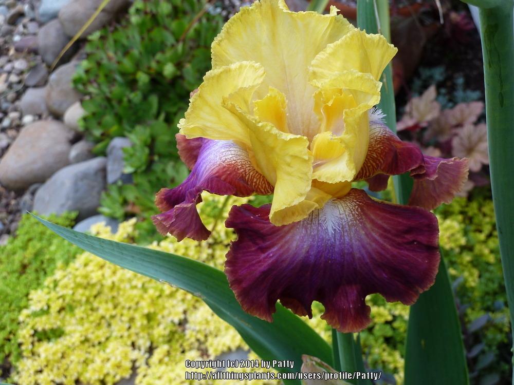 Photo of Tall Bearded Iris (Iris 'Darcy's Choice') uploaded by Patty