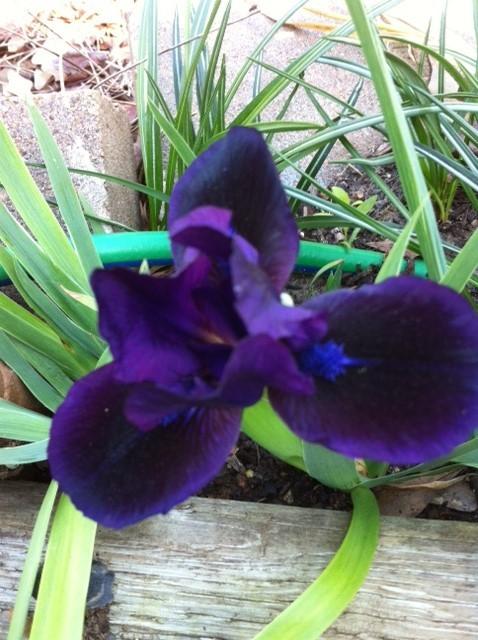 Photo of Standard Dwarf Bearded Iris (Iris 'Jewel Baby') uploaded by grannysgarden