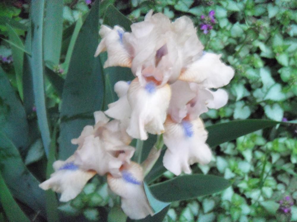 Photo of Tall Bearded Iris (Iris 'Dance Lessons') uploaded by obliqua