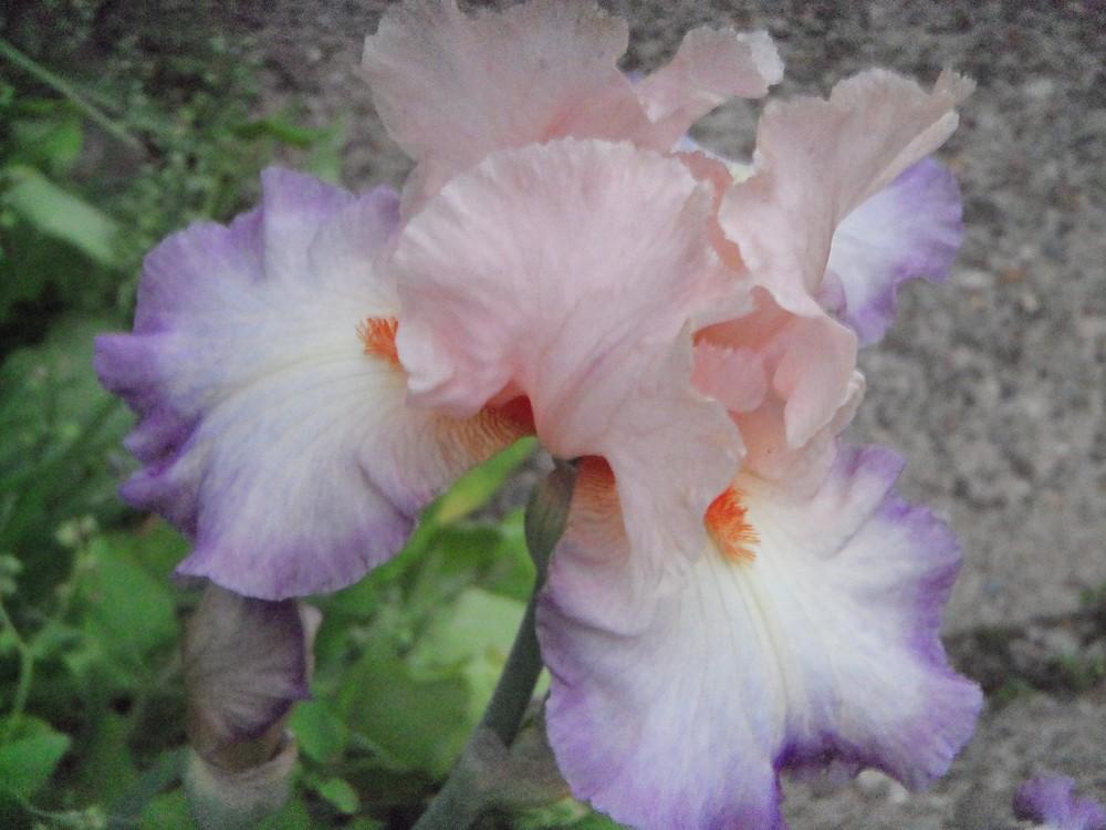 Photo of Tall Bearded Iris (Iris 'Blowing Kisses') uploaded by obliqua