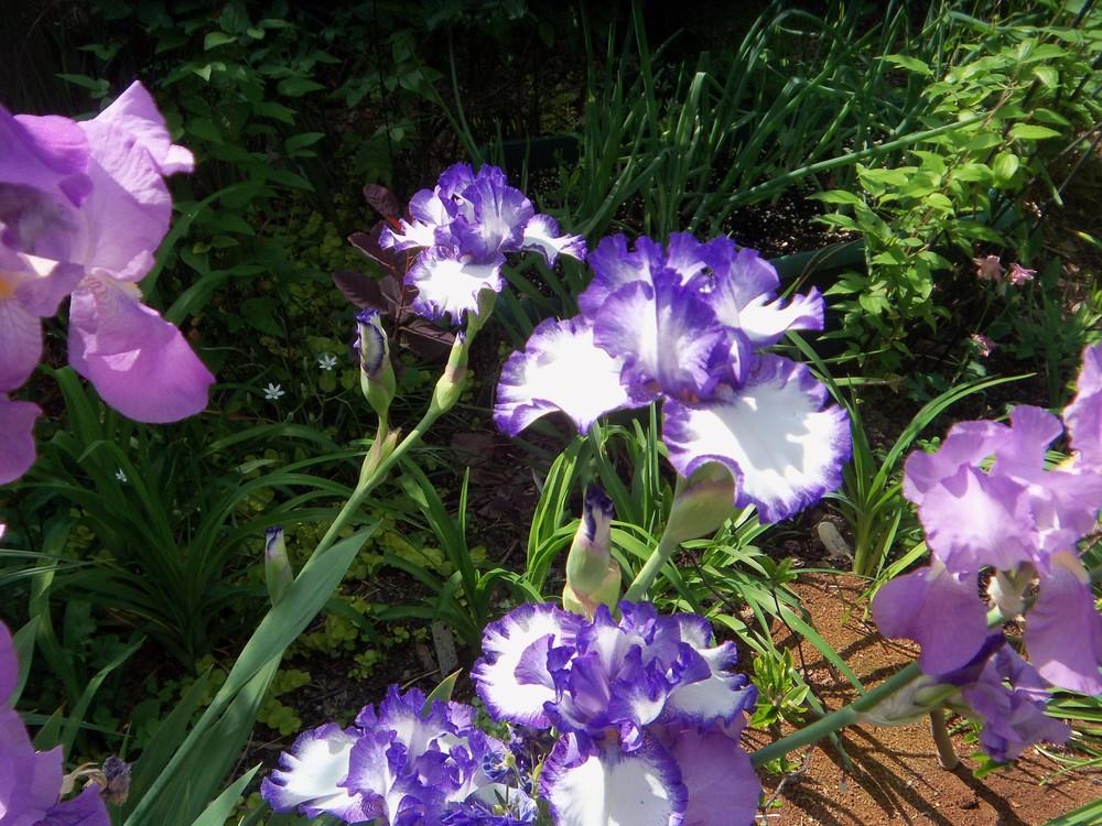 Photo of Tall Bearded Iris (Iris 'Classic Look') uploaded by obliqua
