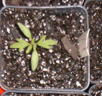 Photo of Tomato (Solanum lycopersicum 'Tigerella') uploaded by vic