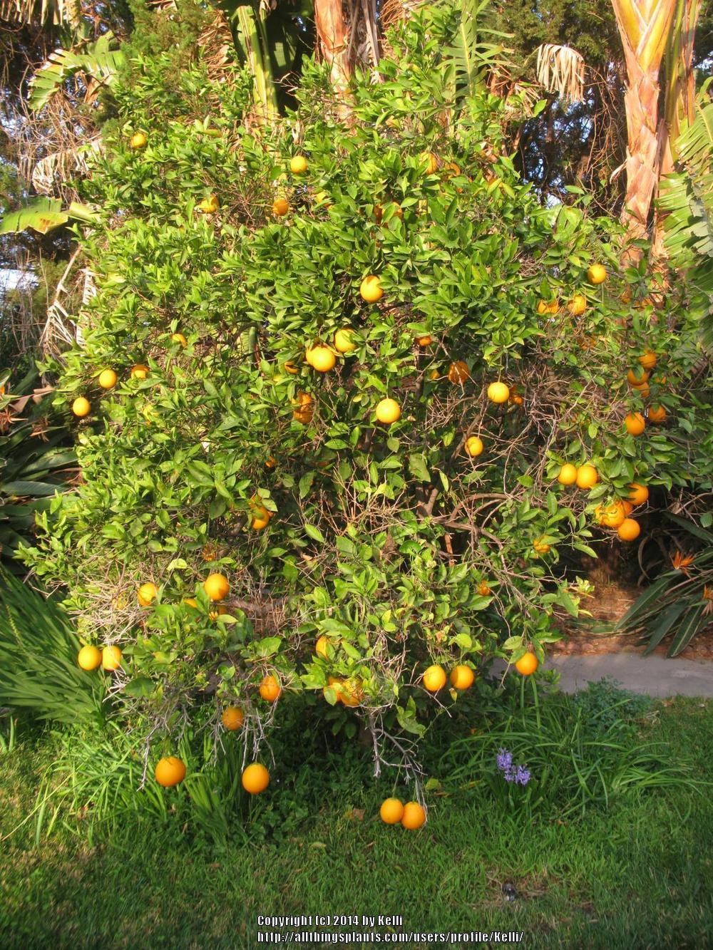 Photo of Sweet Orange (Citrus x aurantium 'Bahia') uploaded by Kelli