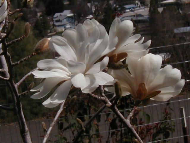 Photo of Star Magnolia (Magnolia stellata) uploaded by RoseBlush1