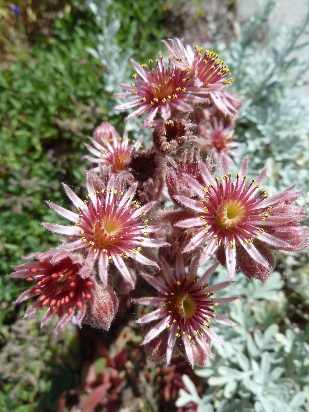 Photo of Hen and Chicks (Sempervivum 'Ruby Heart') uploaded by growitall