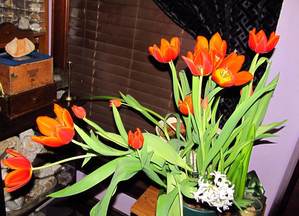 Photo of Single Early Tulip (Tulipa 'Generaal de Wet') uploaded by jmorth