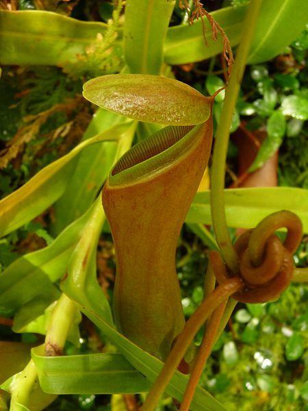 Photo of Tropical Pitcher Plant (Nepenthes ventricosa) uploaded by robertduval14