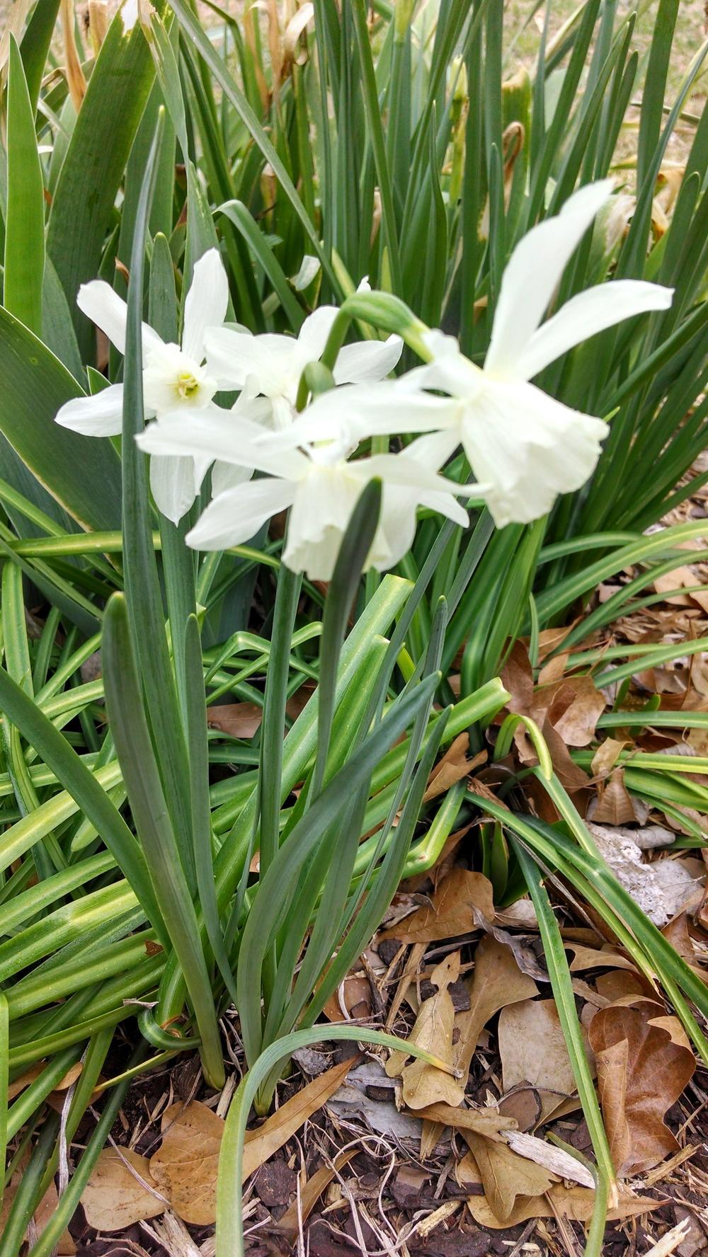 Photo of Triandrus Daffodil (Narcissus 'Thalia') uploaded by sarahbugw