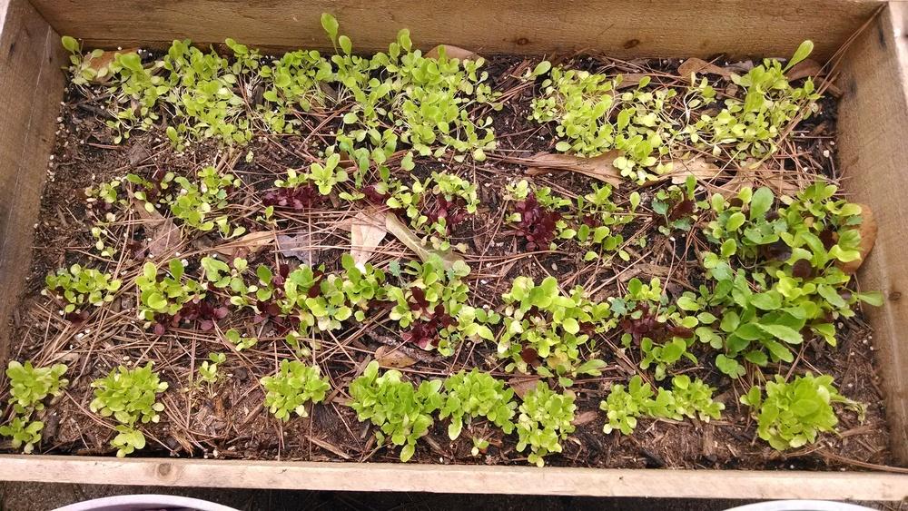 Photo of Lettuces (Lactuca sativa) uploaded by sarahbugw