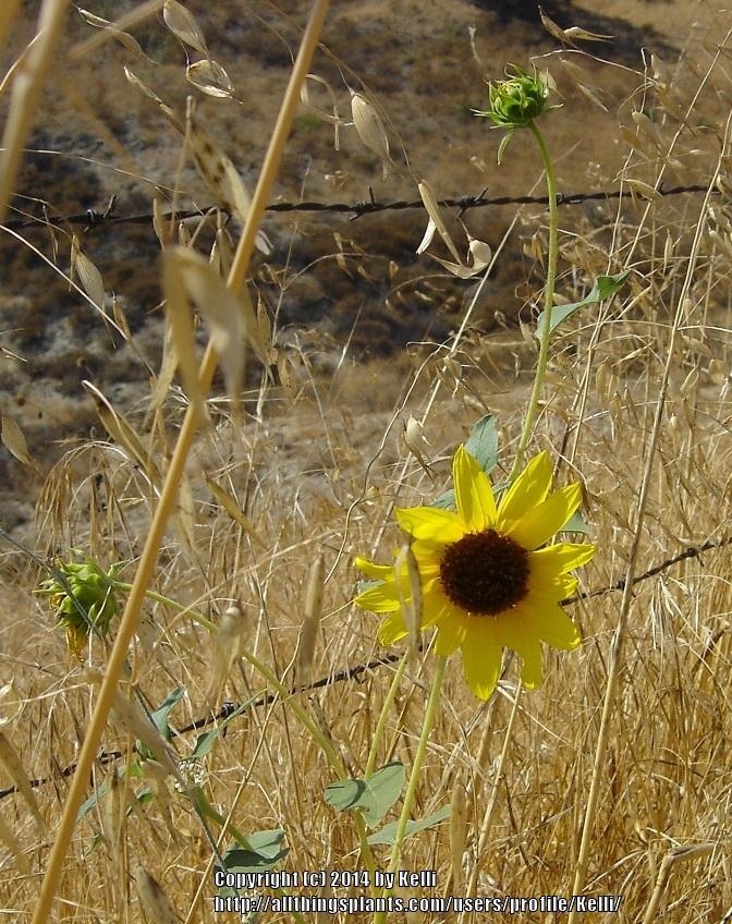 Photo of Sunflowers (Helianthus annuus) uploaded by Kelli