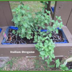 Location: Sebastian, Florida
Date: 2014-03-23
Oregano start growing in a vertical garden. Will be interesting t